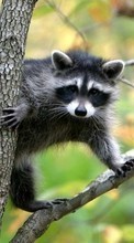 New mobile wallpapers - free download. Animals, Rodents, Raccoons picture and image for mobile phones.