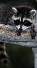 New mobile wallpapers - free download. Animals, Raccoons picture and image for mobile phones.