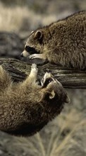 New mobile wallpapers - free download. Raccoons, Animals picture and image for mobile phones.