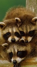 New mobile wallpapers - free download. Raccoons,Animals picture and image for mobile phones.