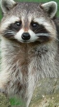 New mobile wallpapers - free download. Raccoons,Animals picture and image for mobile phones.