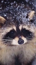 New 1024x600 mobile wallpapers Animals, Raccoons free download.