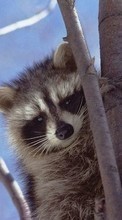 New 240x400 mobile wallpapers Animals, Raccoons free download.