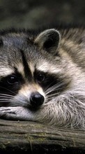 New 320x480 mobile wallpapers Animals, Raccoons free download.