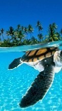 New mobile wallpapers - free download. Turtles, Sea, Palms, Beach, Animals picture and image for mobile phones.