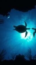 Turtles,Sea,Landscape for BlackBerry Bold 9790