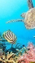New mobile wallpapers - free download. Turtles, Sea, Fishes, Animals picture and image for mobile phones.