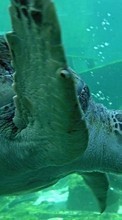 New mobile wallpapers - free download. Animals, Turtles, Sea picture and image for mobile phones.
