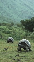 Turtles,Landscape,Animals for LG Optimus L5 2 E450