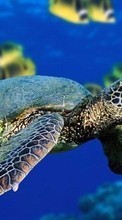 Turtles,Animals for Google Pixel 5