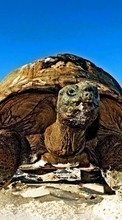Turtles,Animals for Samsung Galaxy Tab S 10.5