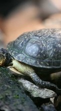 New 320x480 mobile wallpapers Animals, Turtles free download.