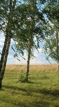 New mobile wallpapers - free download. Birches,Landscape,Nature picture and image for mobile phones.