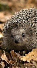 New mobile wallpapers - free download. Hedgehogs, Animals picture and image for mobile phones.
