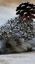 New mobile wallpapers - free download. Hedgehogs,Animals picture and image for mobile phones.