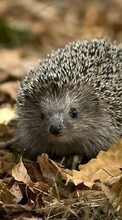 New mobile wallpapers - free download. Hedgehogs,Animals picture and image for mobile phones.