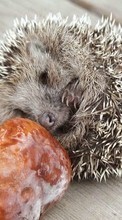 New mobile wallpapers - free download. Animals, Hedgehogs, Mashrooms picture and image for mobile phones.