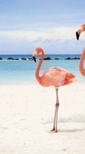 New 320x480 mobile wallpapers Animals, Birds, Sky, Sea, Beach, Flamingo free download.