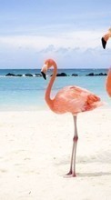 New mobile wallpapers - free download. Animals, Birds, Sea, Beach, Flamingo picture and image for mobile phones.
