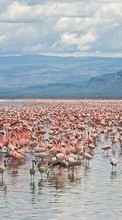 New 240x400 mobile wallpapers Animals, Landscape, Water, Flamingo free download.