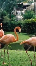 New mobile wallpapers - free download. Animals, Birds, Flamingo picture and image for mobile phones.