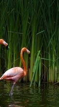 New mobile wallpapers - free download. Flamingo,Birds,Animals picture and image for mobile phones.