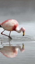 New mobile wallpapers - free download. Flamingo,Birds,Animals picture and image for mobile phones.