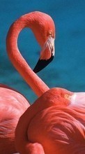 New 240x400 mobile wallpapers Animals, Birds, Flamingo free download.