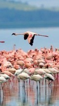 New 240x320 mobile wallpapers Animals, Birds, Flamingo free download.