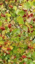 Plants, Backgrounds, Berries for Lenovo Sisley S90