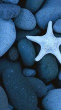 New mobile wallpapers - free download. Background,Stones,Starfish picture and image for mobile phones.