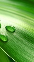 Background, Drops, Leaves, Plants