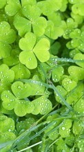 New 128x160 mobile wallpapers Plants, Backgrounds, Drops free download.