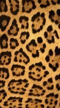 New mobile wallpapers - free download. Backgrounds, Leopards picture and image for mobile phones.