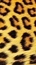 New mobile wallpapers - free download. Background, Leopards picture and image for mobile phones.