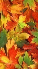 Background, Leaves, Autumn for Samsung Galaxy S6