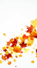 New mobile wallpapers - free download. Background, Leaves, Autumn picture and image for mobile phones.
