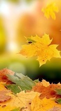 New mobile wallpapers - free download. Background,Leaves,Autumn picture and image for mobile phones.