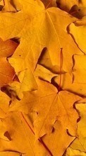 New mobile wallpapers - free download. Backgrounds, Autumn, Leaves picture and image for mobile phones.