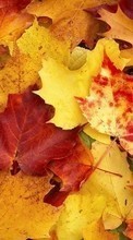 New 1024x600 mobile wallpapers Backgrounds, Autumn, Leaves free download.