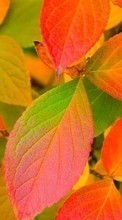 New mobile wallpapers - free download. Plants, Backgrounds, Autumn, Leaves picture and image for mobile phones.