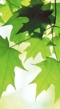 New mobile wallpapers - free download. Background, Leaves, Plants picture and image for mobile phones.