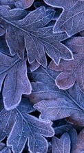 Plants, Backgrounds, Leaves for Samsung Galaxy Xcover 3