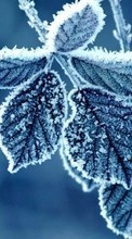 New mobile wallpapers - free download. Background, Leaves, Snow, Winter picture and image for mobile phones.