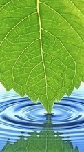 New mobile wallpapers - free download. Background, Leaves, Water picture and image for mobile phones.