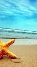 New mobile wallpapers - free download. Background,Sea,Starfish,Beach picture and image for mobile phones.