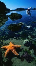 New mobile wallpapers - free download. Background, Sea, Starfish, Water, Animals picture and image for mobile phones.