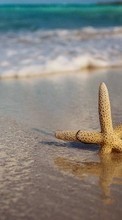 New mobile wallpapers - free download. Background,Starfish picture and image for mobile phones.