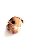 New mobile wallpapers - free download. Background,Mice,Animals picture and image for mobile phones.