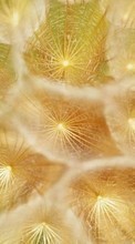 New mobile wallpapers - free download. Background, Dandelions, Plants picture and image for mobile phones.